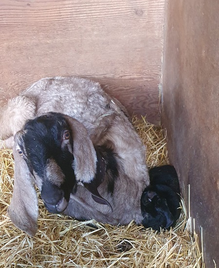 Anglo Nubian Goat Kids