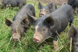 Berkshire Weaners