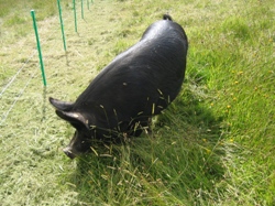 Berkshire weaner