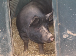 Berkshire Sow