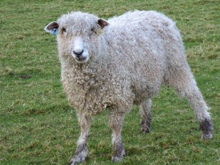 Lincoln Longwool