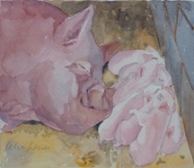 Faithmead Middle White pig painting