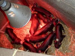 Faithmead Berkshire piglets