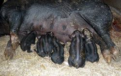 Faithmead Berkshire piglets