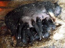 Faithmead Berkshire piglets
