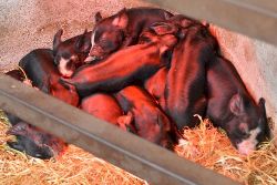 Faithmead Berkshire piglets