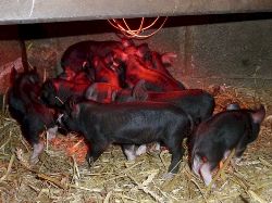 Faithmead Berkshire piglets