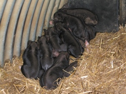 Faithmead Berkshire piglets