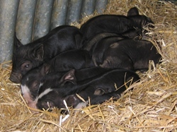 Faithmead Berkshire piglets