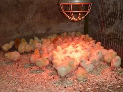 Glynelwyn chicks