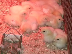 Glynelwyn chicks