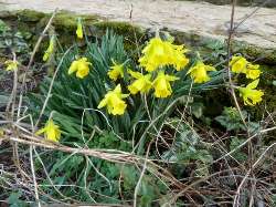 Glynelwyn daffodils