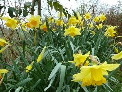 Glynelwyn daffodils