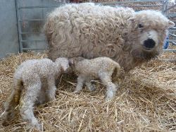 Faithmead Greyface Dartmoor lambs