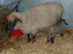 Faithmead Dorset Down lamb