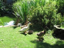Glynelwyn ducks