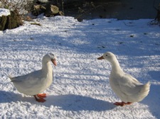 Glynelwyn ducks