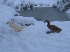 Glynelwyn snow