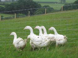 Glynelwyn geese