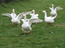 Glynelwyn geese
