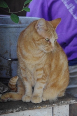 Glynelwyn farm cat