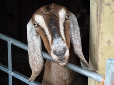 Faithmead Anglo-Nubian goat