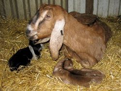 Faithmead Anglo-Nubian goat kid