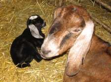 Faithmead Anglo-Nubian goat kid