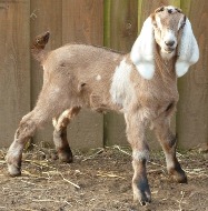 Faithmead Anglo-Nubian goat kid