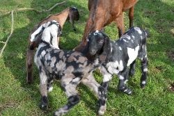 Faithmead Anglo-Nubian goat kids