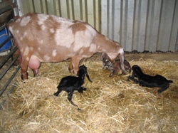 Faithmead Anglo-Nubian goat kids