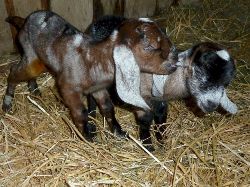 Faithmead Anglo-Nubian goat kids
