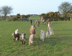 Faithmead Anglo-Nubian goats