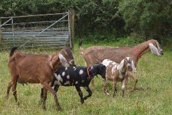 Faithmead Anglo-Nubian goats