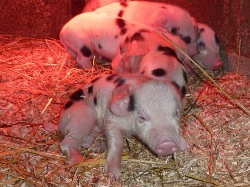 Faithmead Gloucester Old Spot piglets