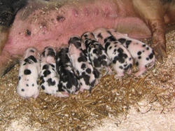 Faithmead Gloucester Old Spot piglets