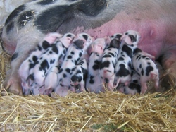 Faithmead Gloucester Old Spot piglets
