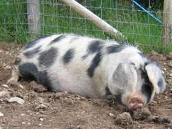 Faithmead Gloucester Old Spot sow