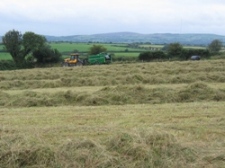 Glynelwyn haymaking