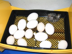 Glynelwyn hatching