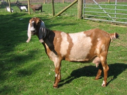 Faithmead Anglo-Nubian goat