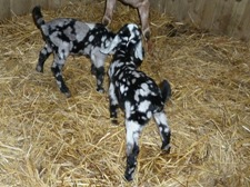 Faithmead Anglo-Nubian goat kids