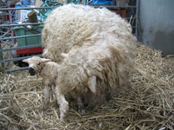 Faithmead Greyface Dartmoor lamb