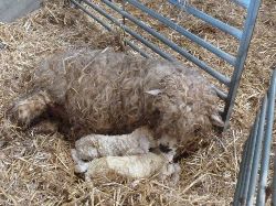 Faithmead lambing