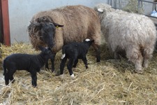 Faithmead lambing