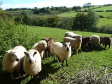 Faithmead lambs