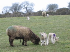 Faithmead lambs