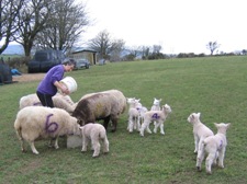 Faithmead lambs
