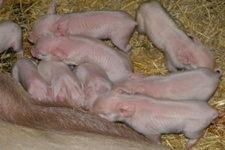 Faithmead Middle White piglets