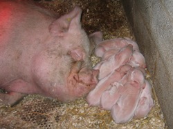 Faithmead Middle White piglets
